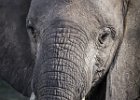 African Elephant : Chobe, Elephant, Mammals